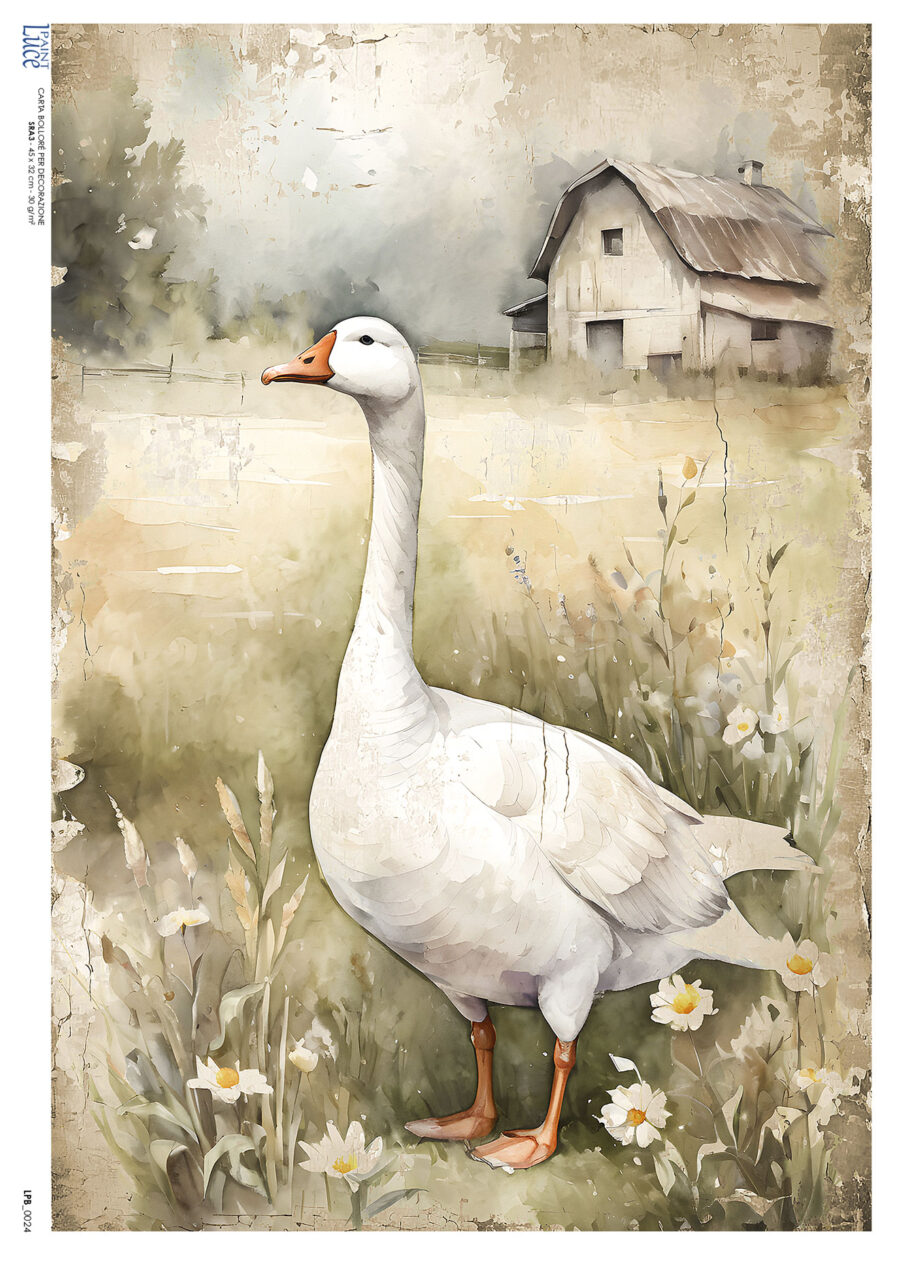 LP Bollorè Ochetta Country