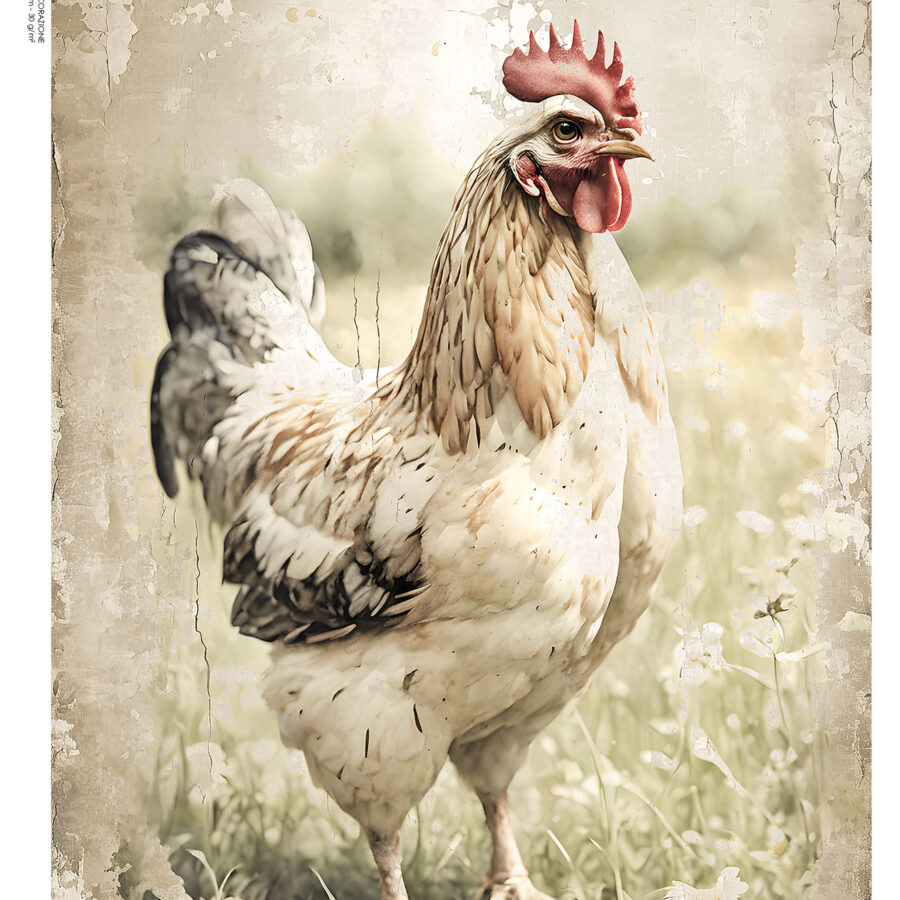 LP Bollorè Galletto Country